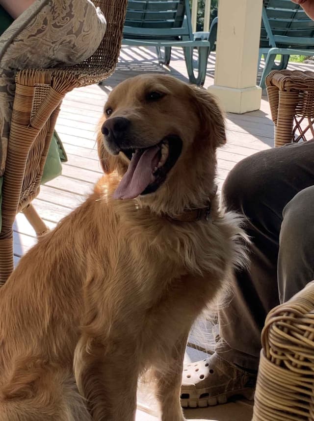 Golden Retriever Puppies media 2