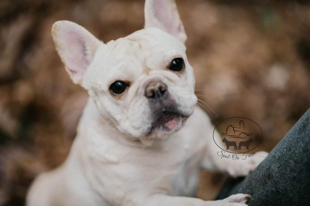 Bulldog Puppies breeder image 4