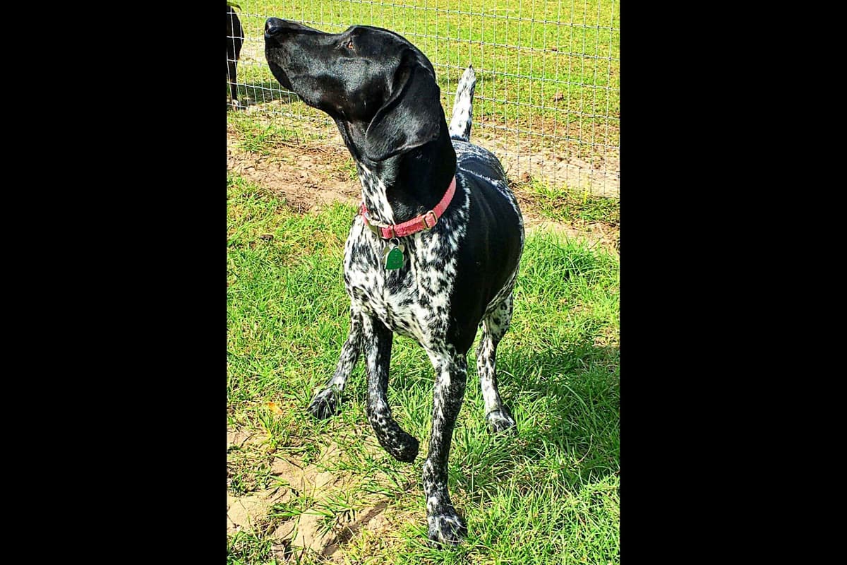 German Shorthaired Pointer Puppies breeder image 2