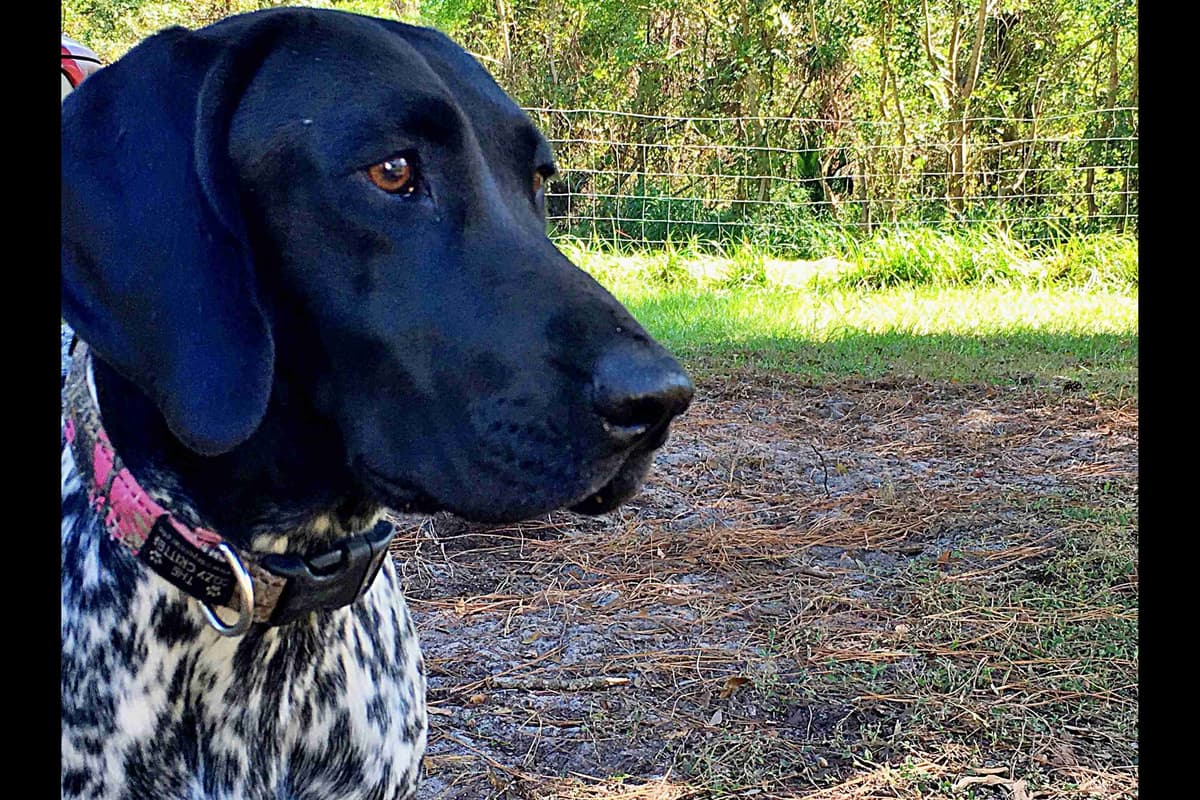 German Shorthaired Pointer Puppies breeder image 3