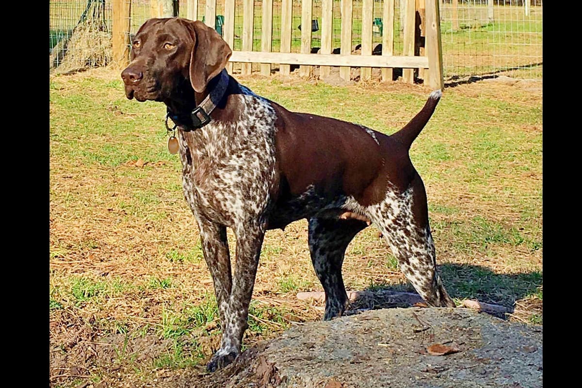 German Shorthaired Pointer Puppies breeder image 4