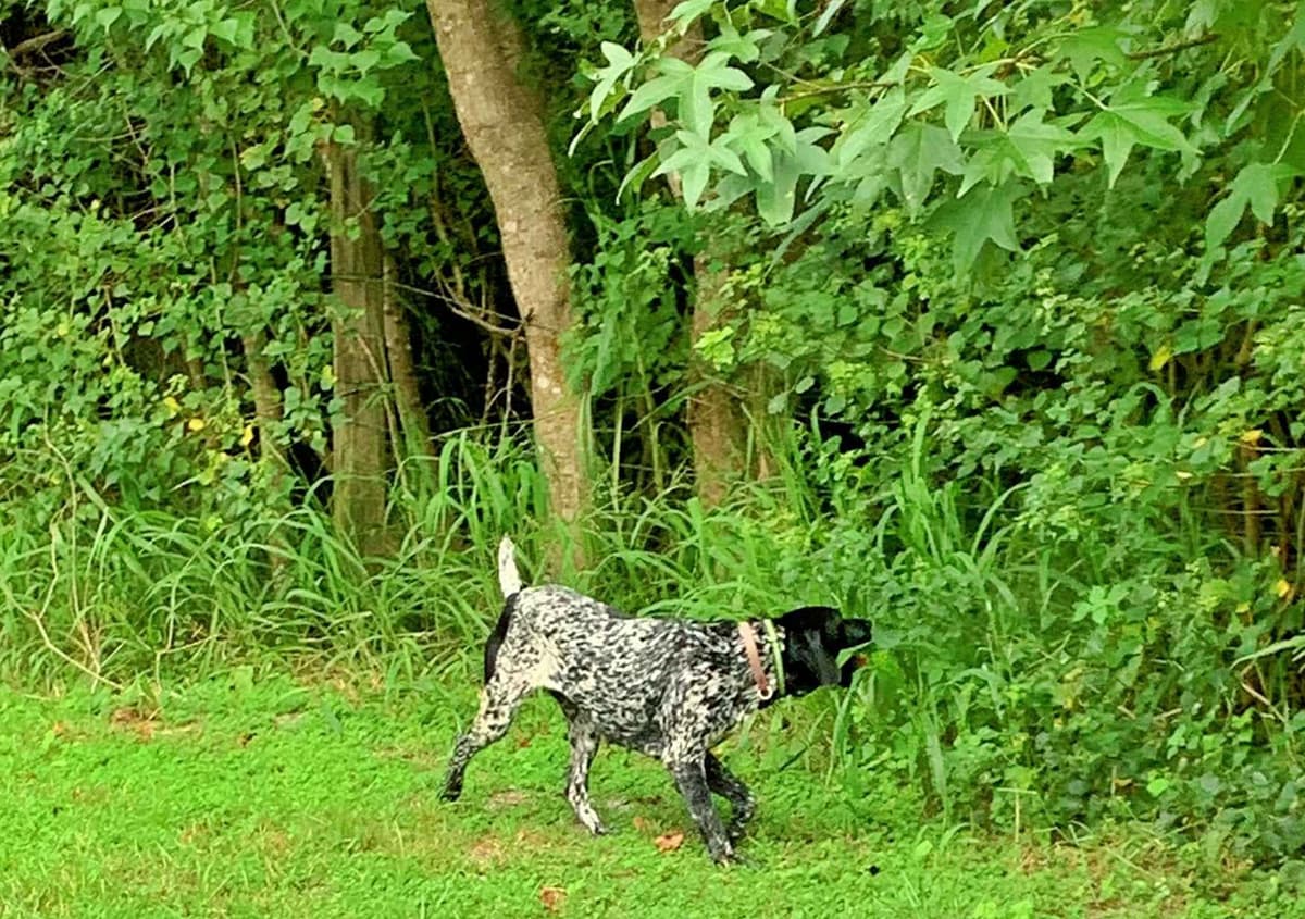 German Shorthaired Pointer Puppies breeder image 7
