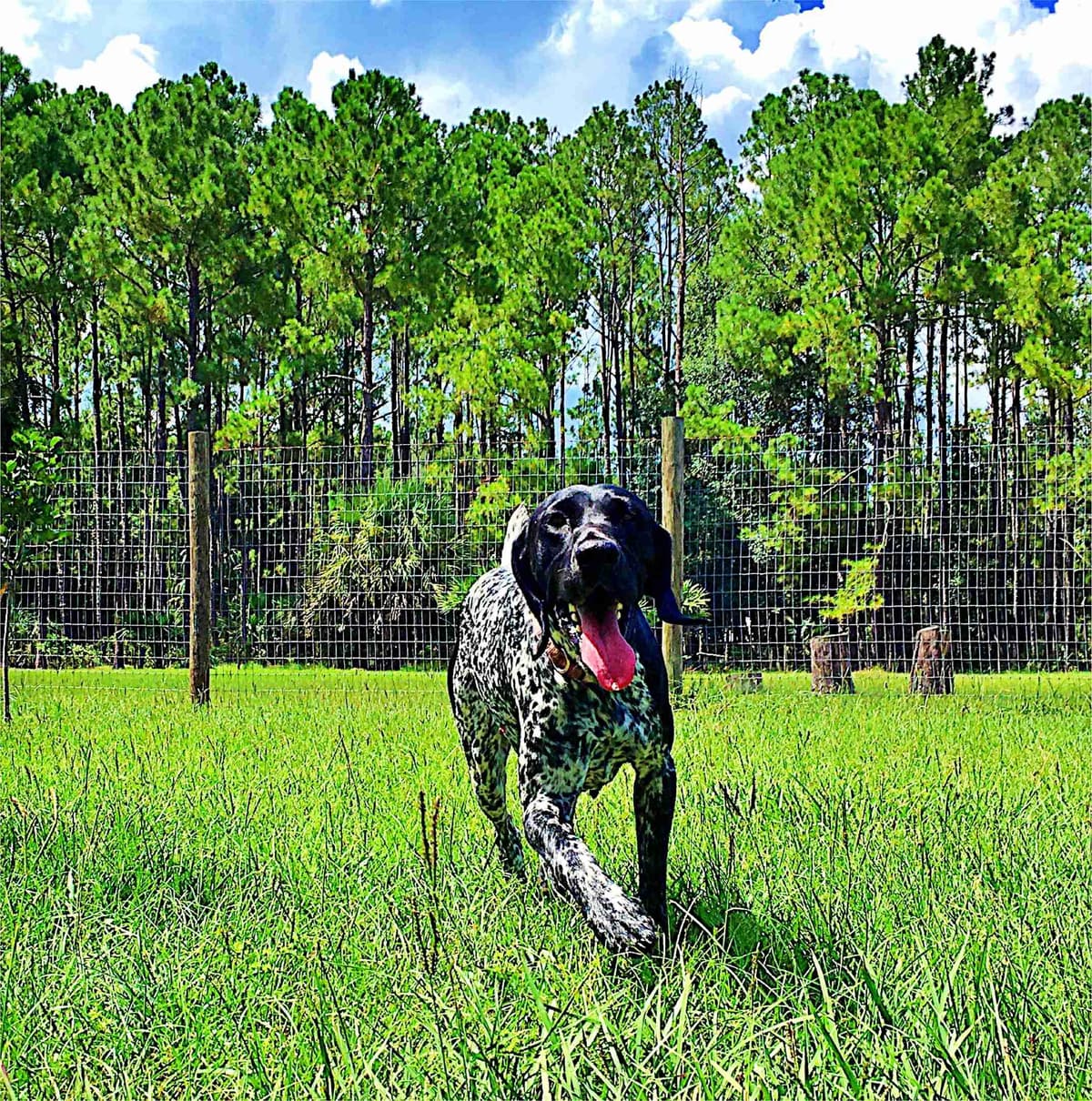 German Shorthaired Pointer Puppies breeder image 8