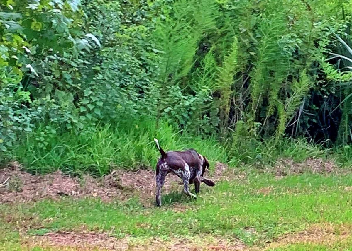 German Shorthaired Pointer Puppies breeder image 10