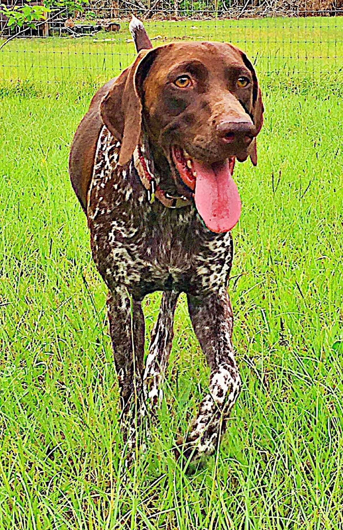 German Shorthaired Pointer Puppies breeder image 11