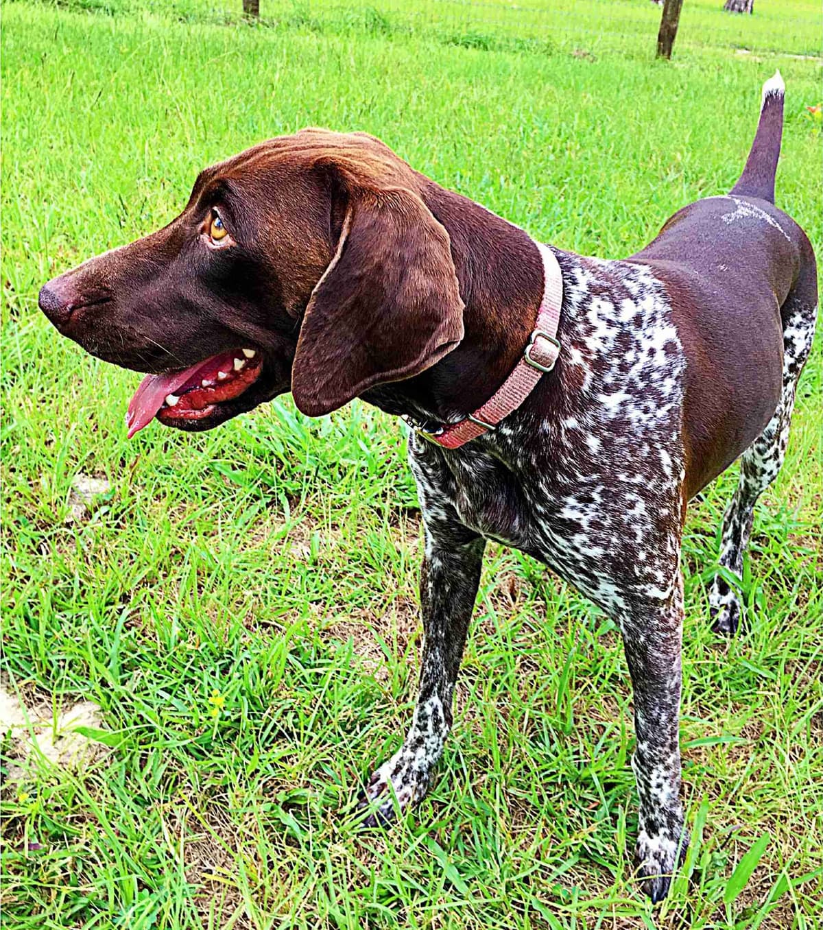 German Shorthaired Pointer Puppies breeder image 12