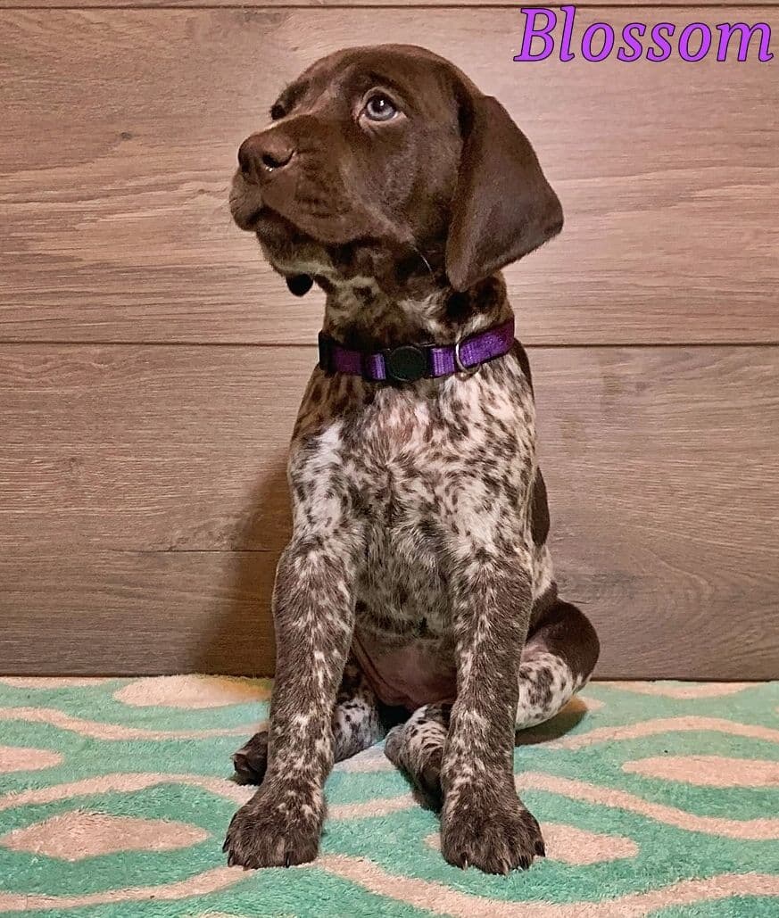 German Shorthaired Pointer Puppies breeder image 13