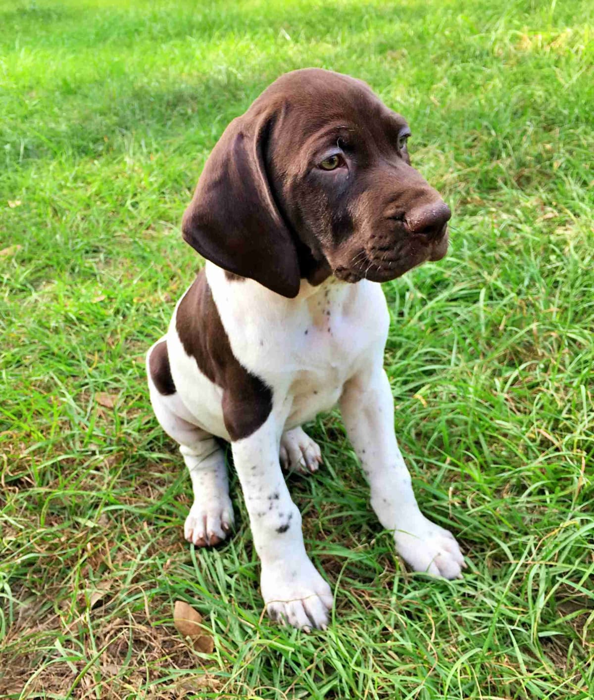 German Shorthaired Pointer Puppies breeder image 14