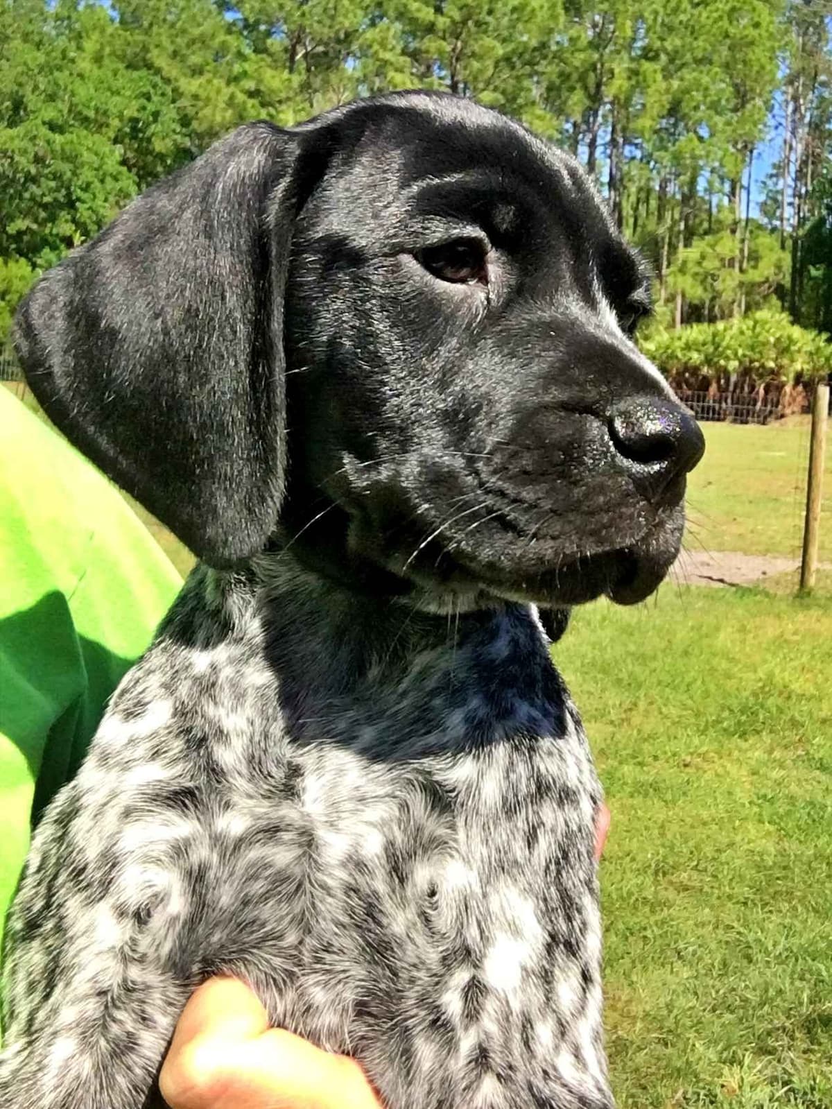 German Shorthaired Pointer Puppies breeder image 15
