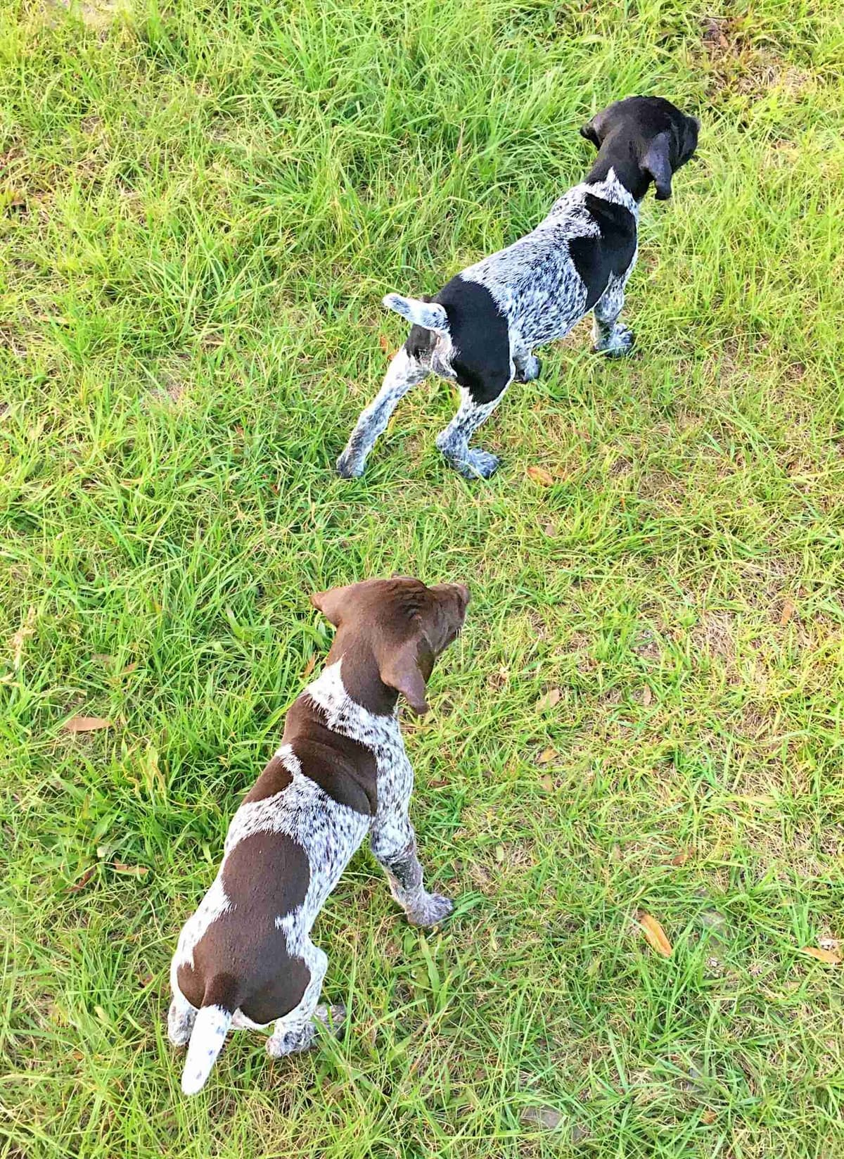 German Shorthaired Pointer Puppies breeder image 16
