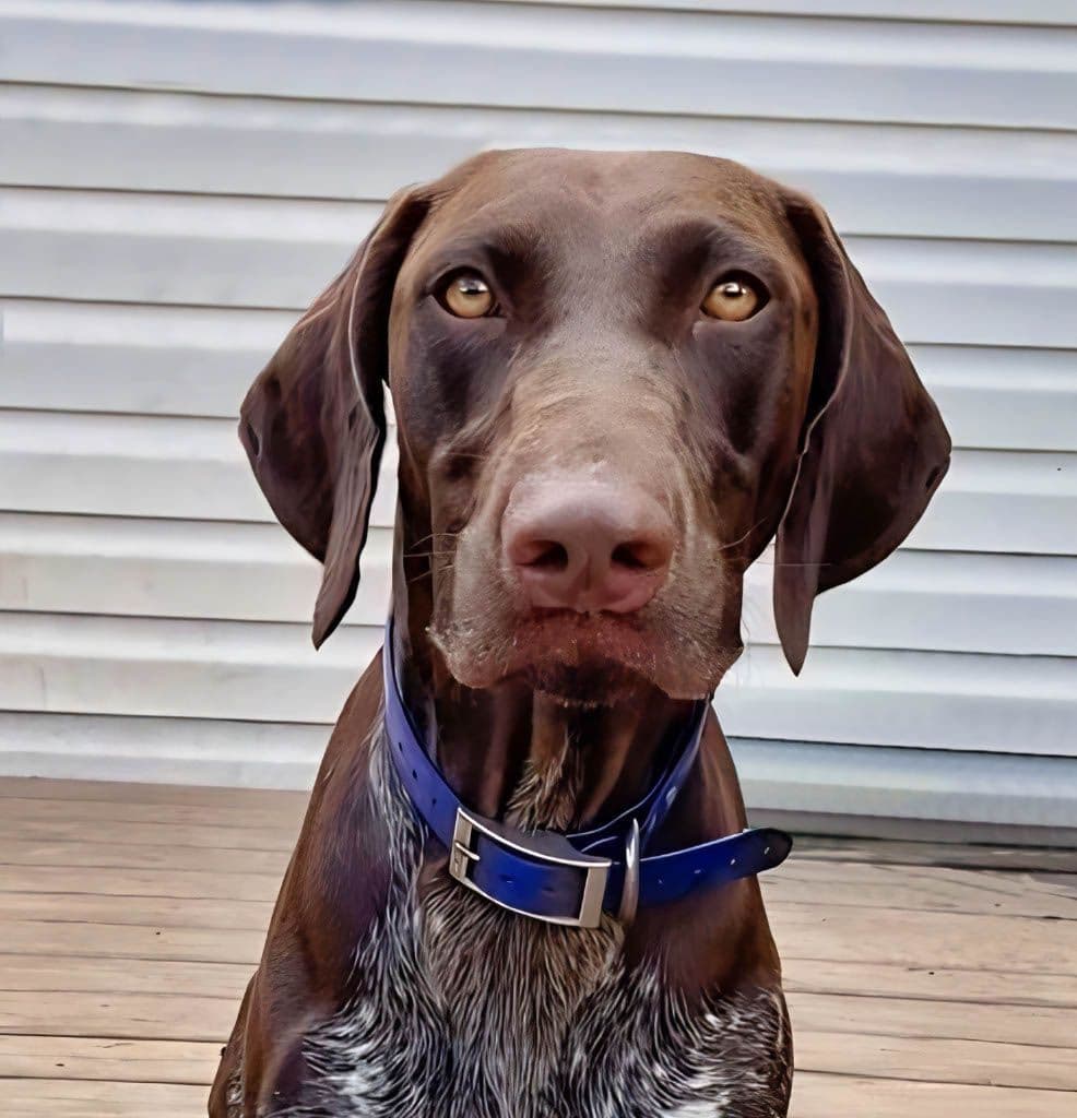 German Shorthaired Pointer Puppies breeder image 17