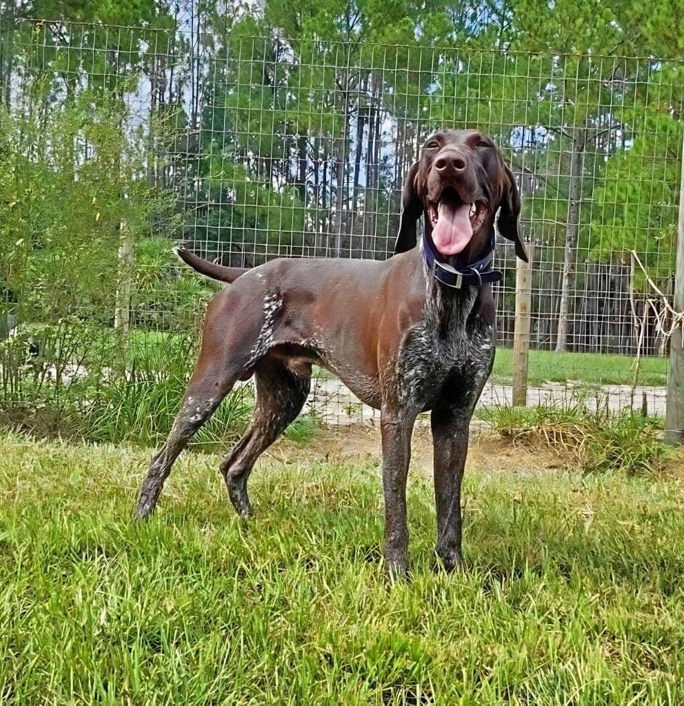 German Shorthaired Pointer Puppies breeder image 18
