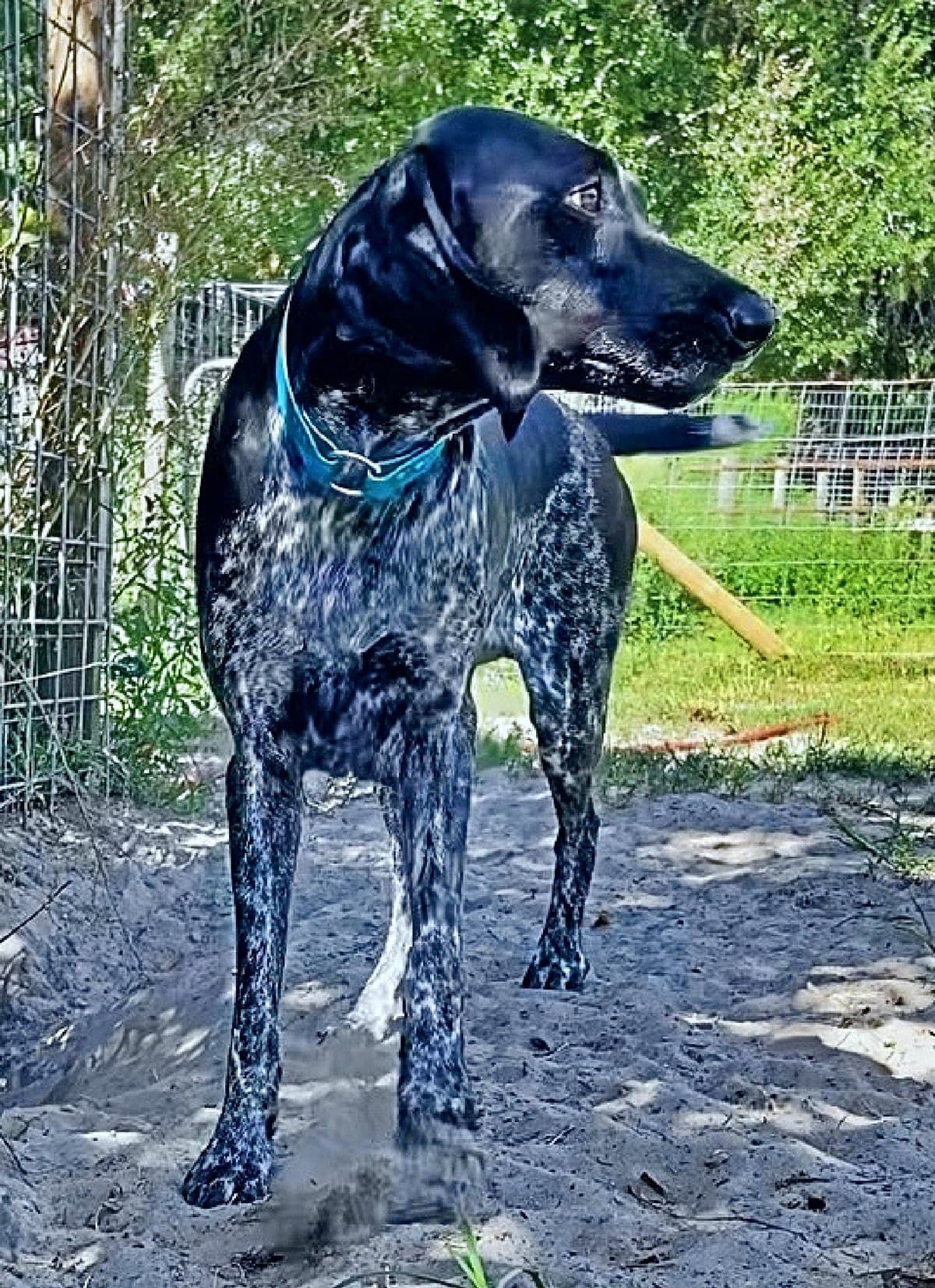 German Shorthaired Pointer Puppies breeder image 19