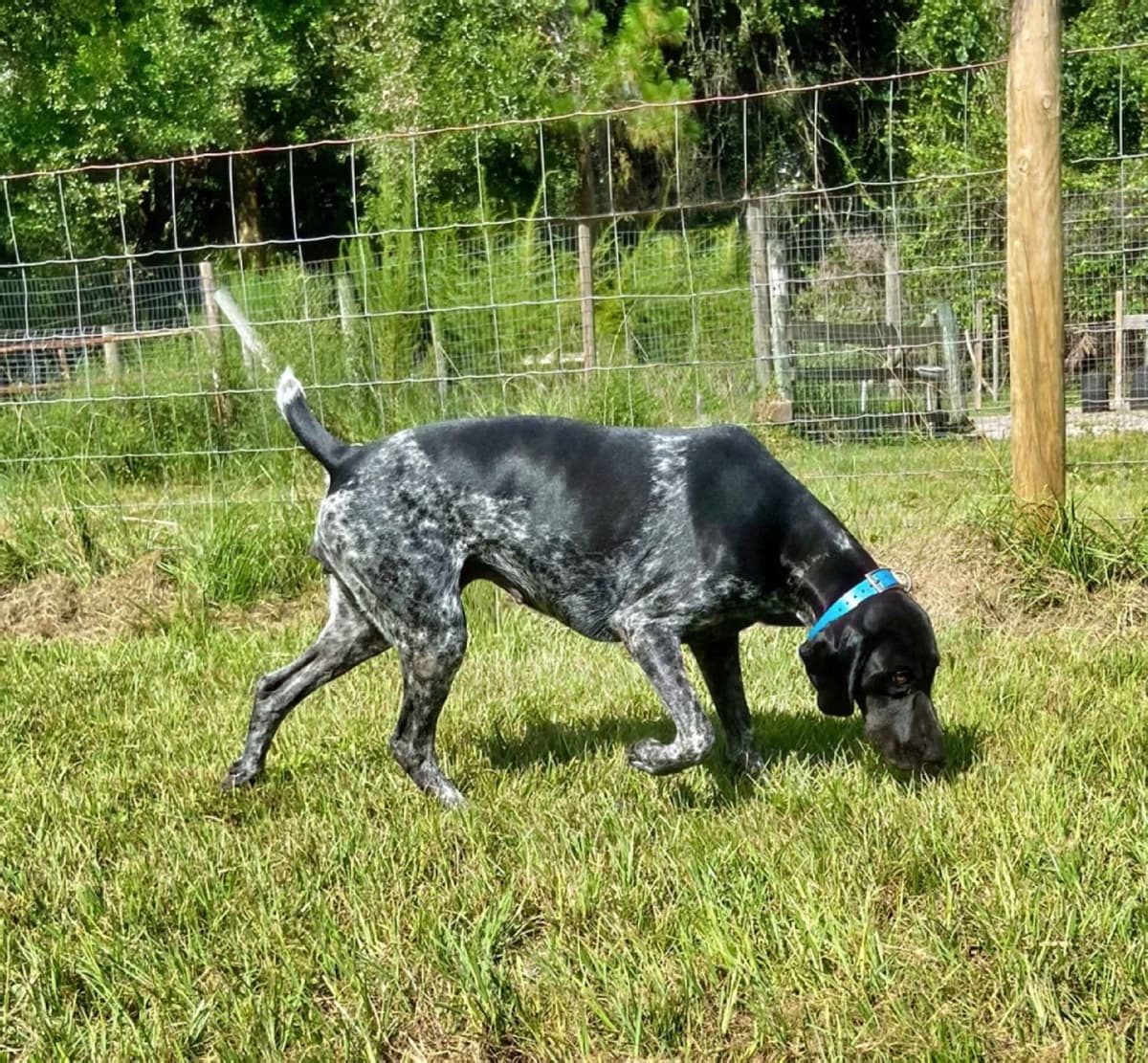German Shorthaired Pointer Puppies breeder image 20
