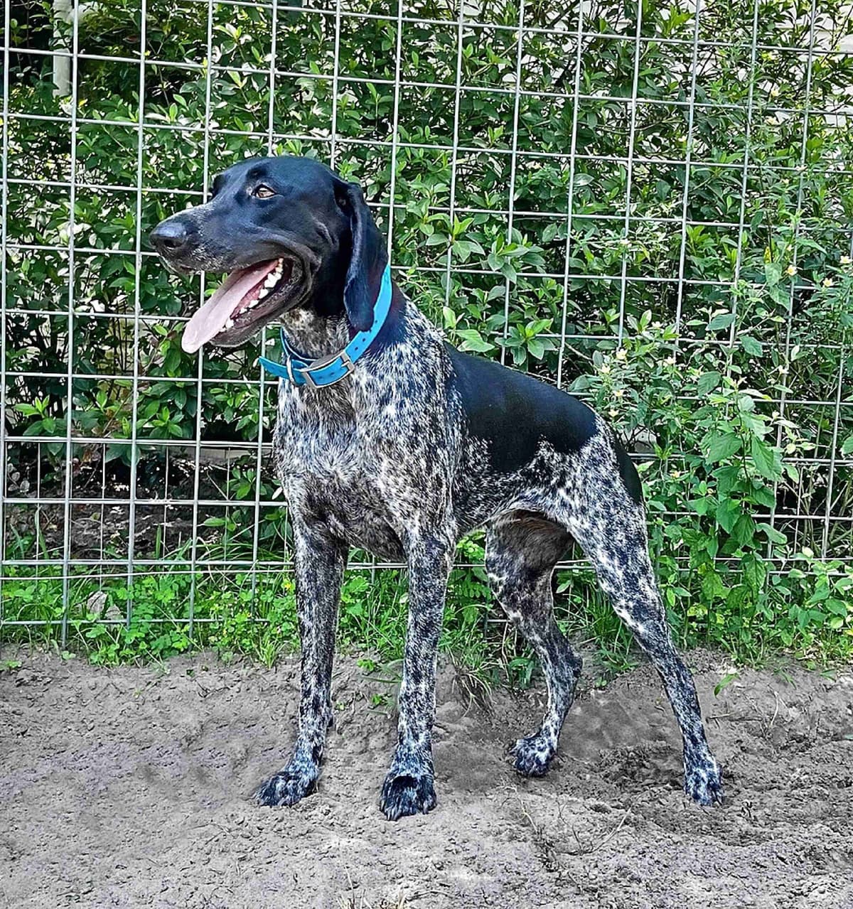 German Shorthaired Pointer Puppies breeder image 21