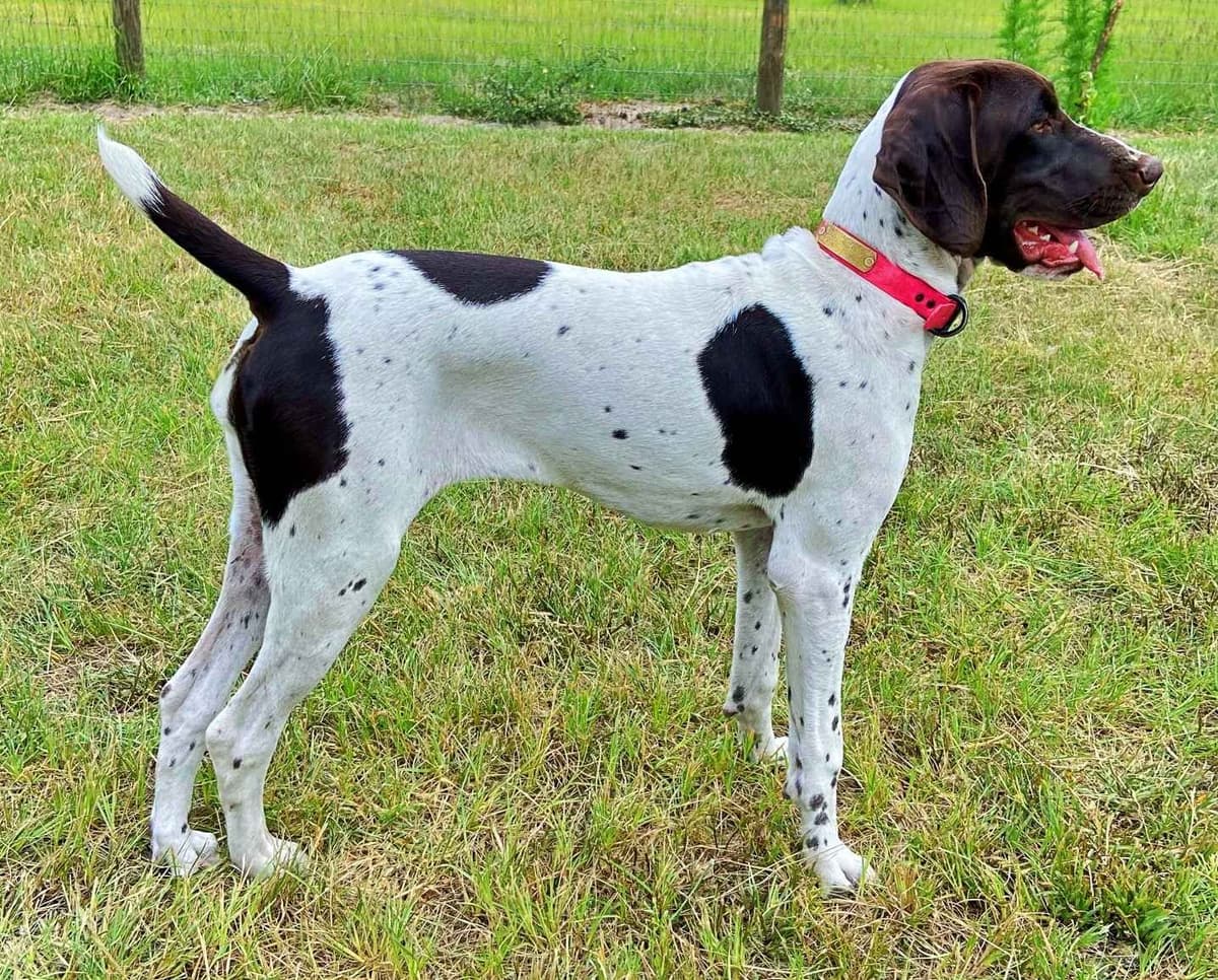 German Shorthaired Pointer Puppies breeder image 23