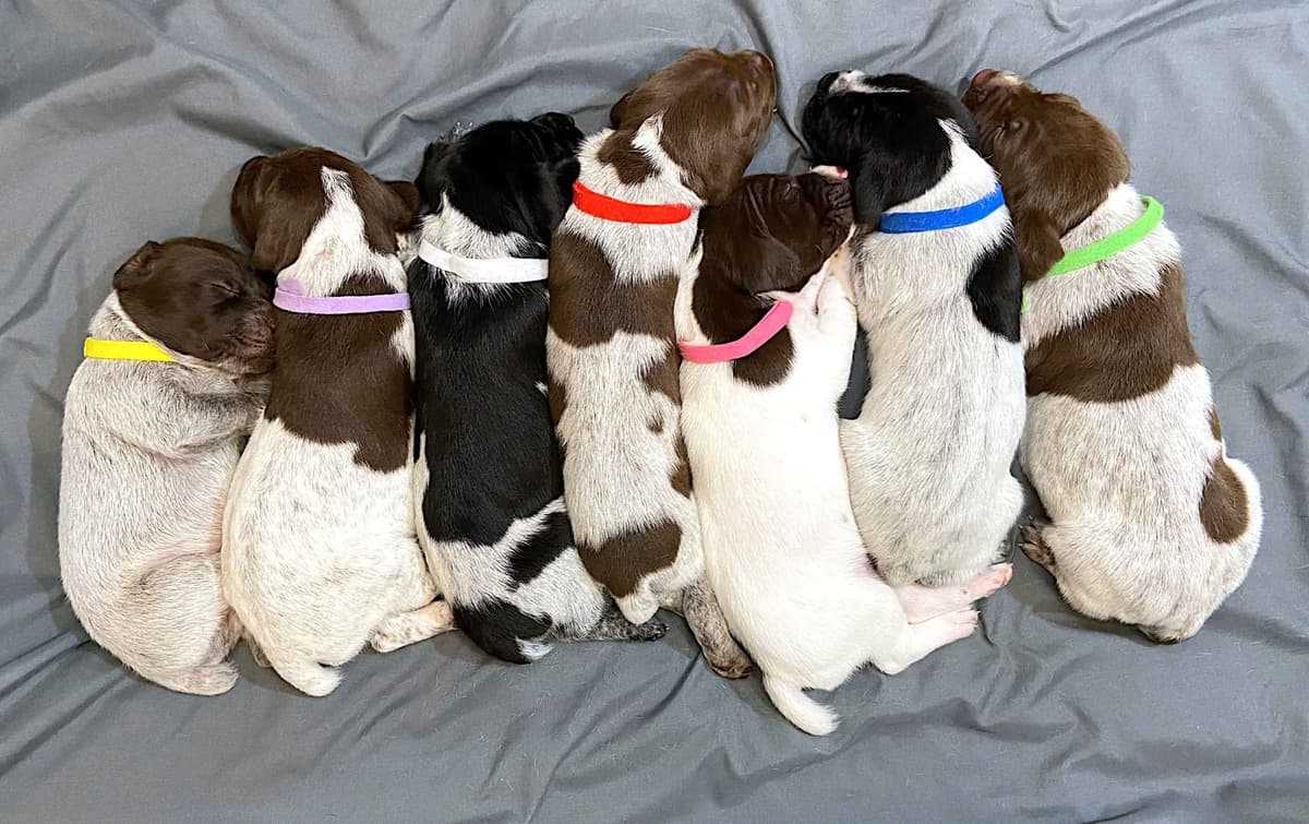 German Shorthaired Pointer Puppies breeder image 1