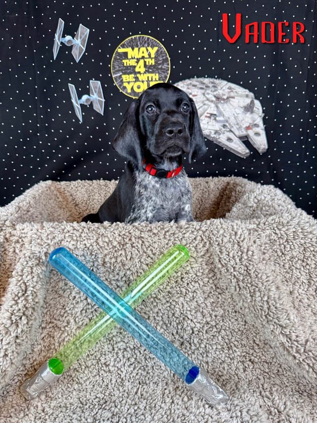 German Shorthaired Pointer Puppies media 2