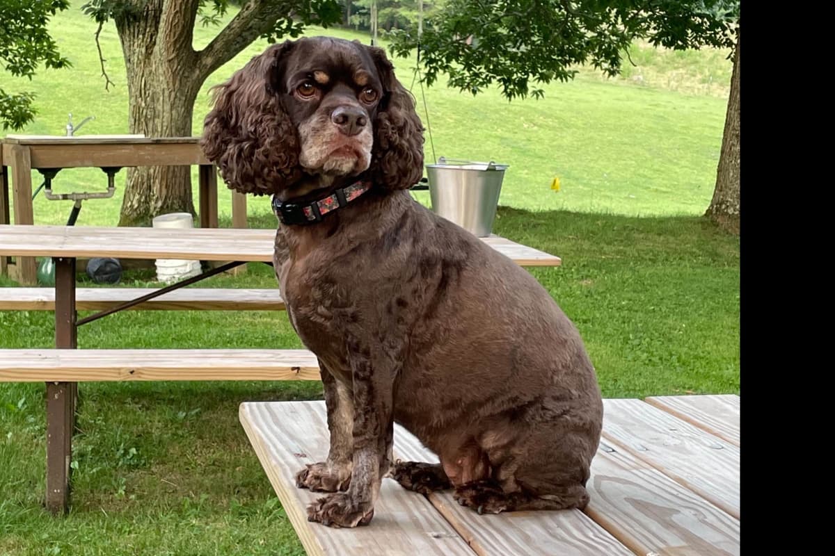 AKC female Cocker Spaniel puppy breeder image 1