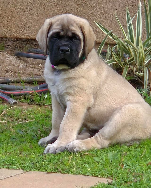 Mastiff Puppies media 2