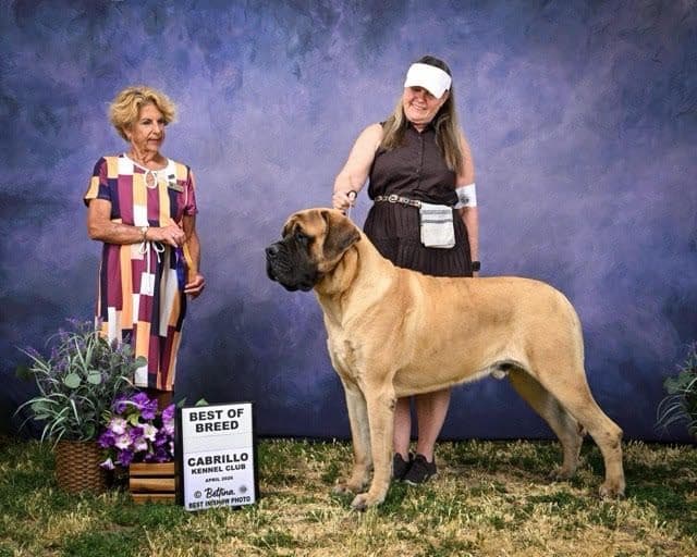 Mastiff Puppies media 3