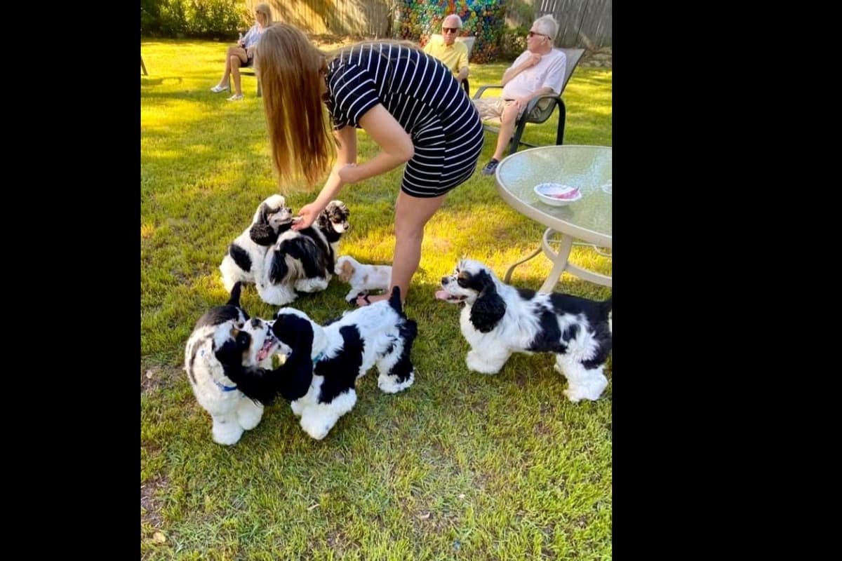 Cocker Spaniel Puppies breeder image 14