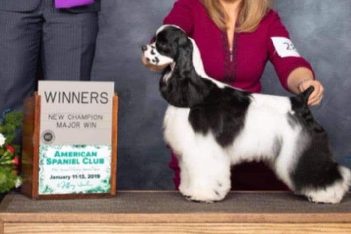 Cocker Spaniel Puppies breeder image 4