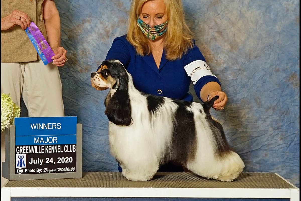 Cocker Spaniel Puppies breeder image 5