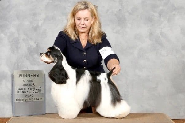Cocker Spaniel Puppies breeder image 6