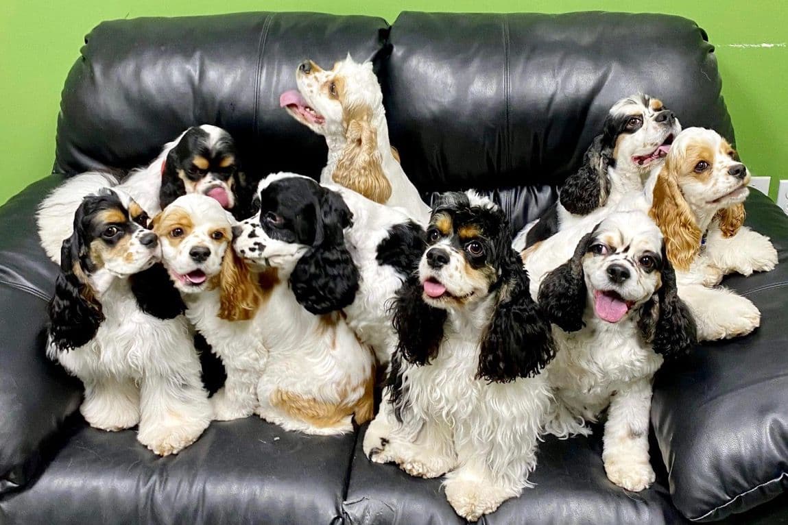 Cocker Spaniel Puppies breeder image 1
