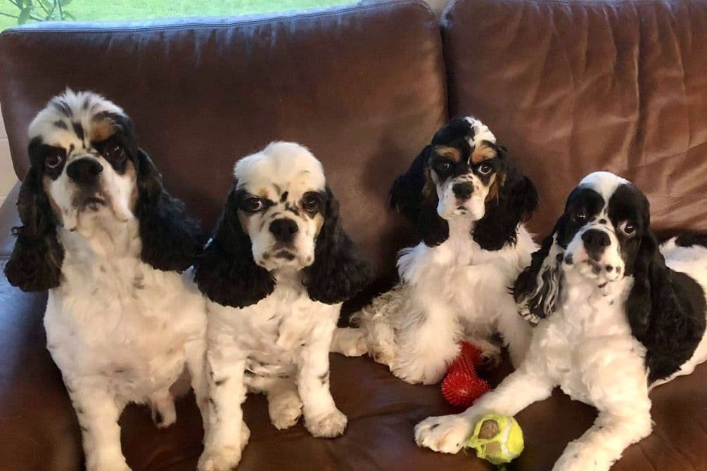Cocker Spaniel Puppies breeder image 17