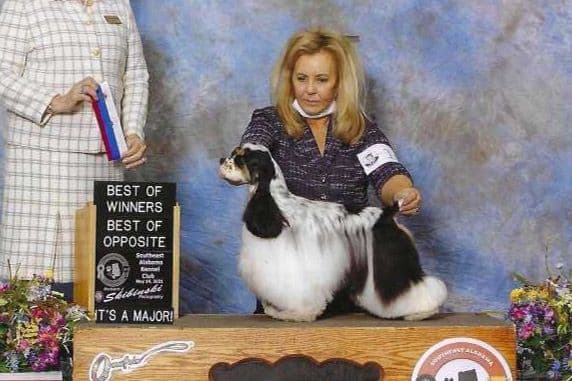 Cocker Spaniel Puppies breeder image 19