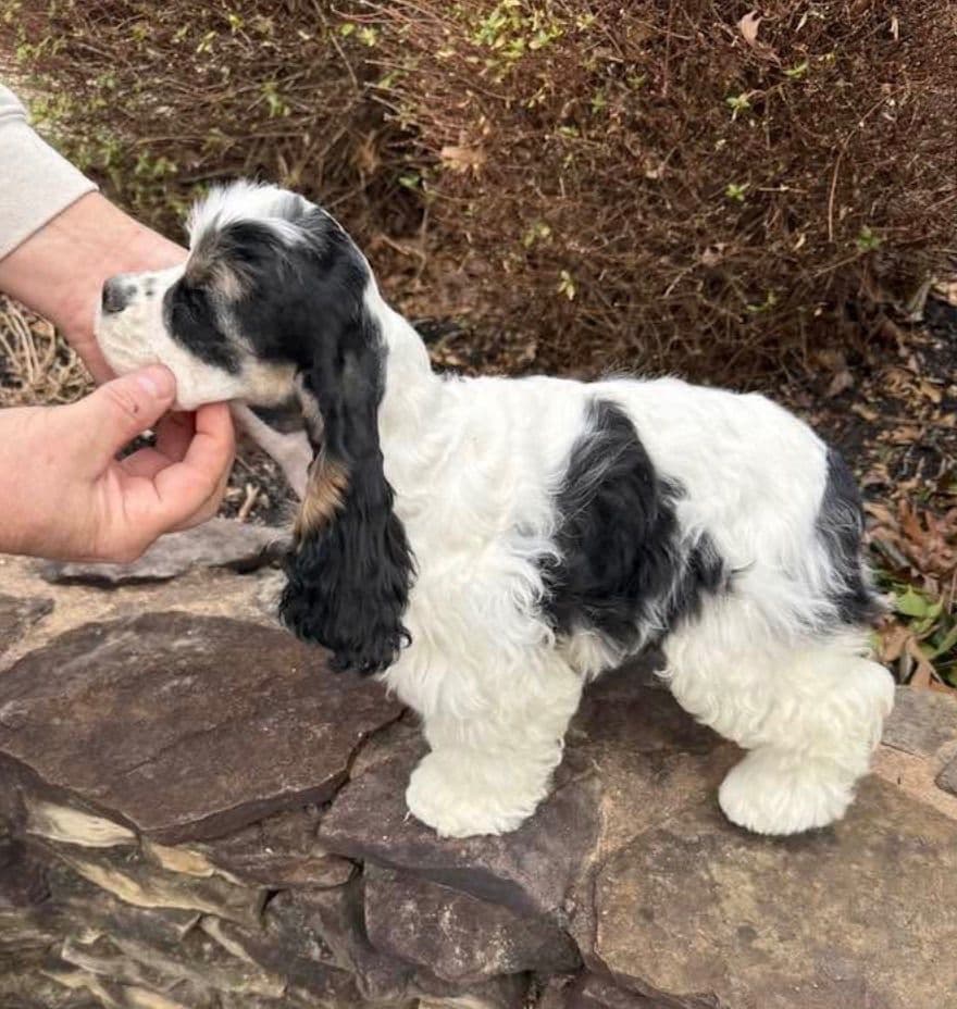 Cocker Spaniel Puppies breeder image 24