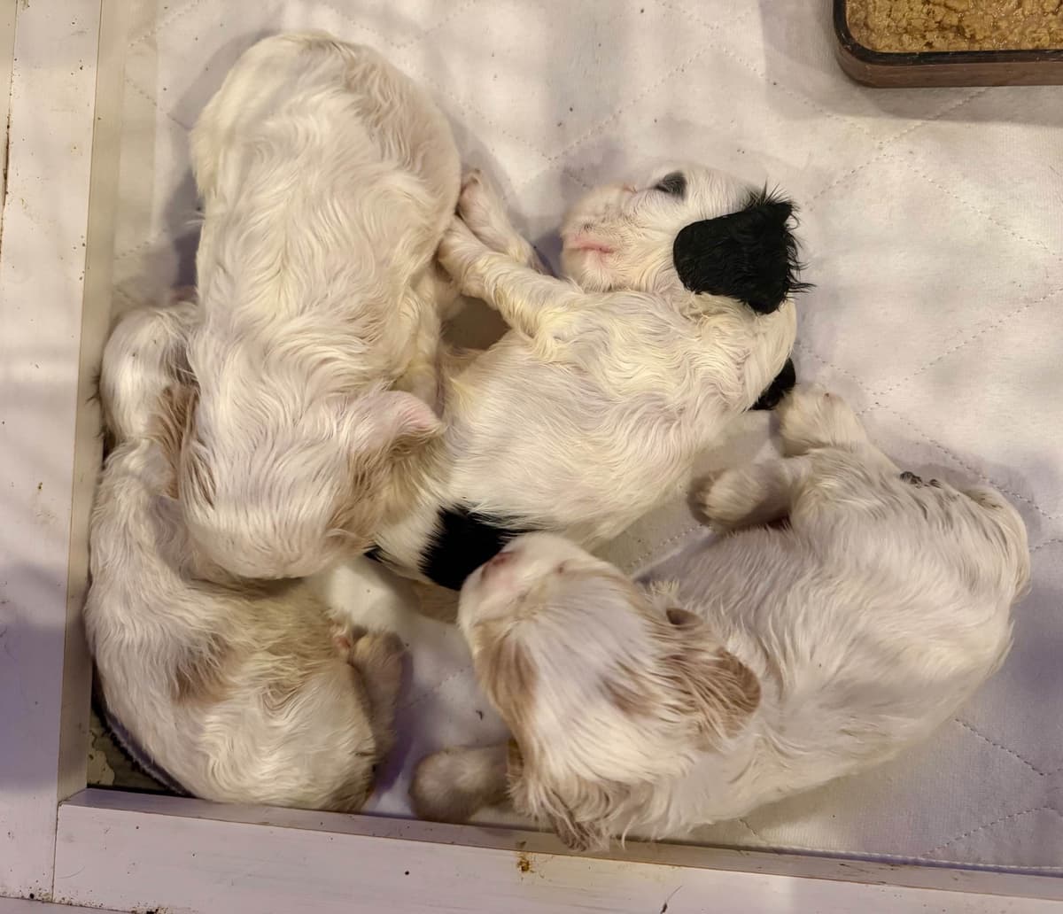 Cocker Spaniel Puppies breeder image 25