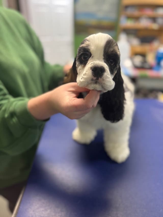 Cocker Spaniel Puppies media 2