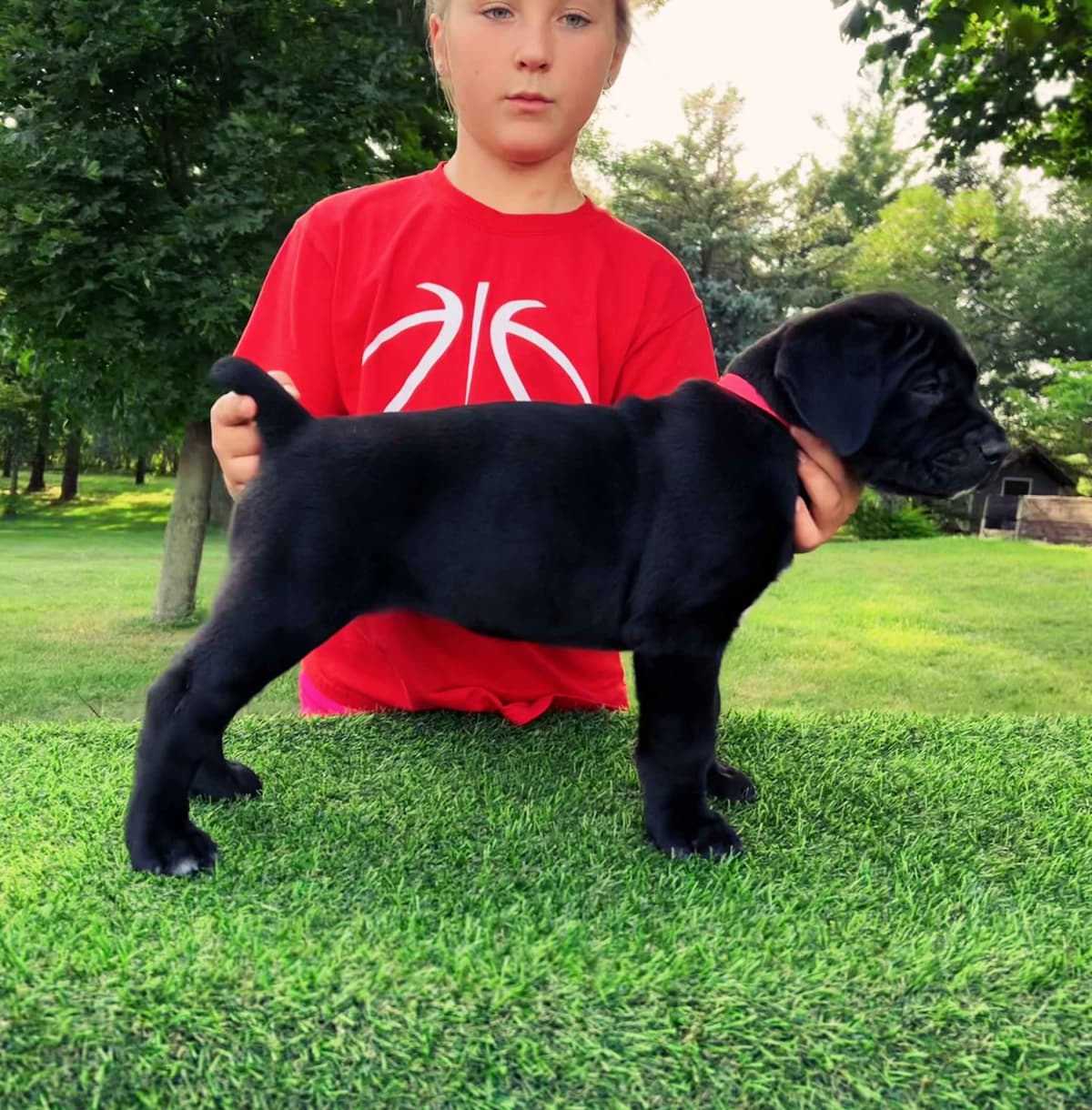 Cane Corso Puppies breeder image 3