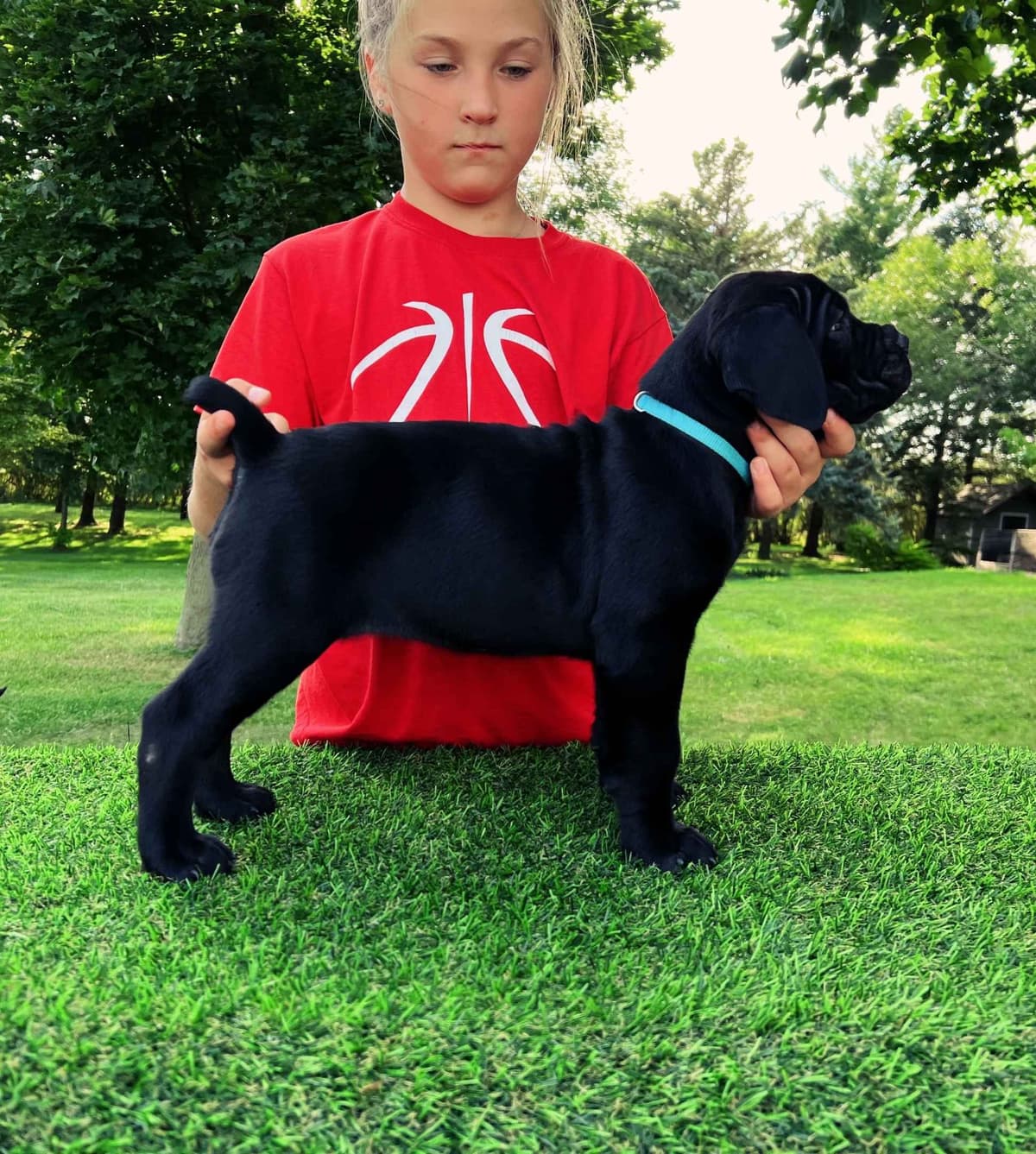 Cane Corso Puppies breeder image 2