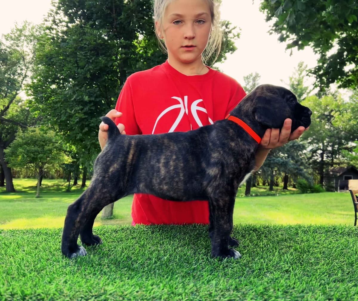 Cane Corso Puppies breeder image 6