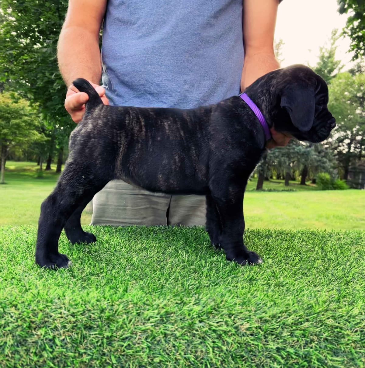 Cane Corso Puppies breeder image 5