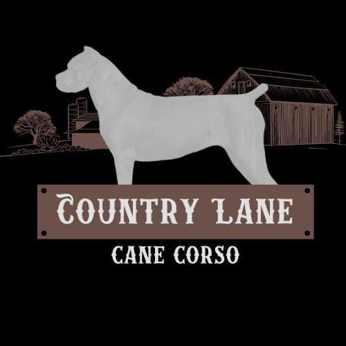 Cane Corso Puppies breeder image 12