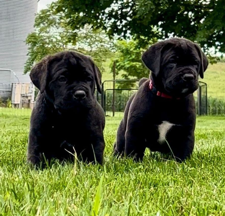 Cane Corso Puppies breeder image 7