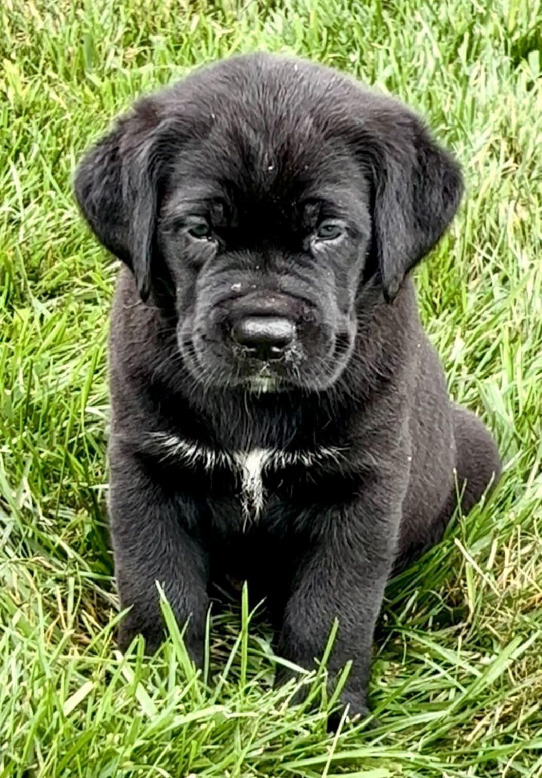 Cane Corso Puppies breeder image 8