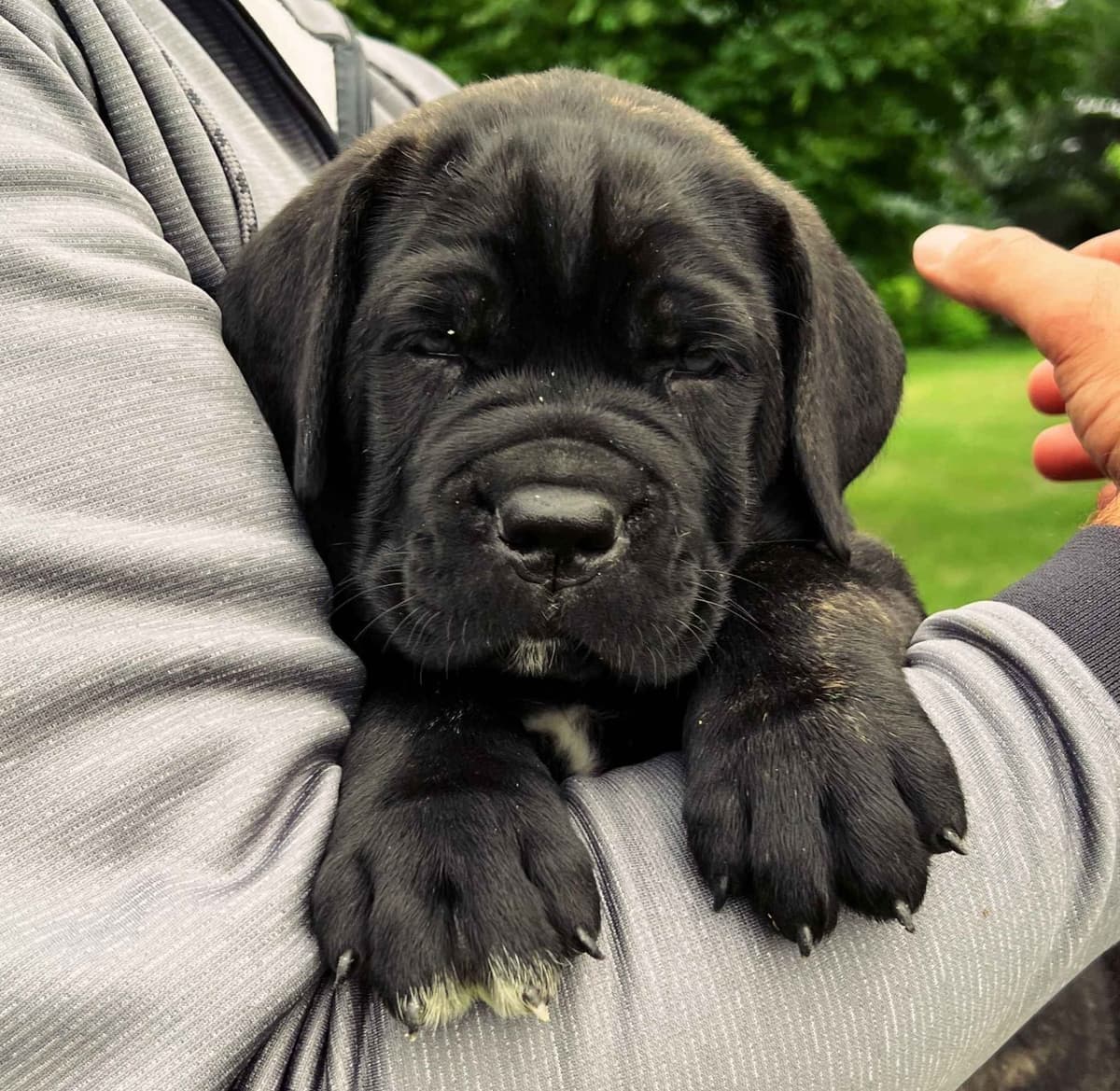Cane Corso Puppies breeder image 1