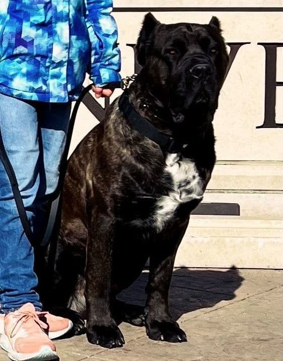 Cane Corso Puppies breeder image 9
