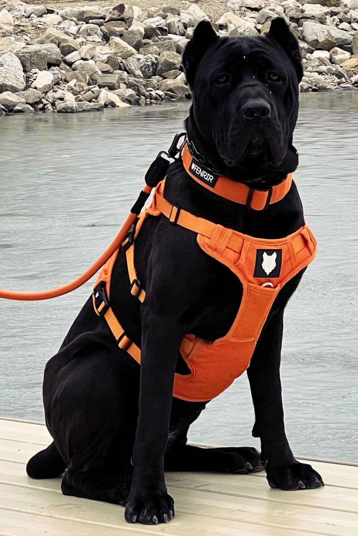 Cane Corso Puppies breeder image 10