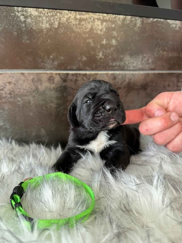 Cane Corso Puppies media 2