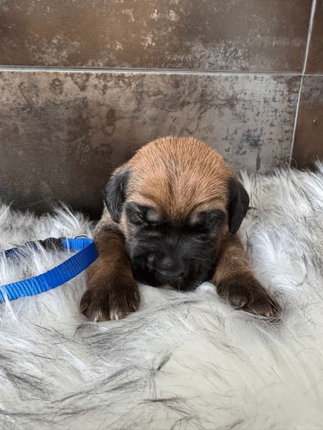 Cane Corso Puppies media 3