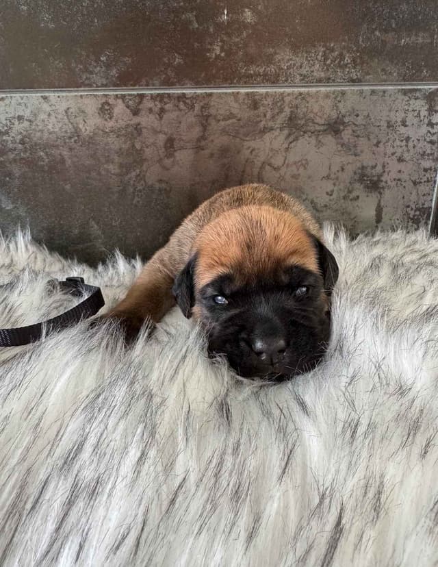 Cane Corso Puppies media 4