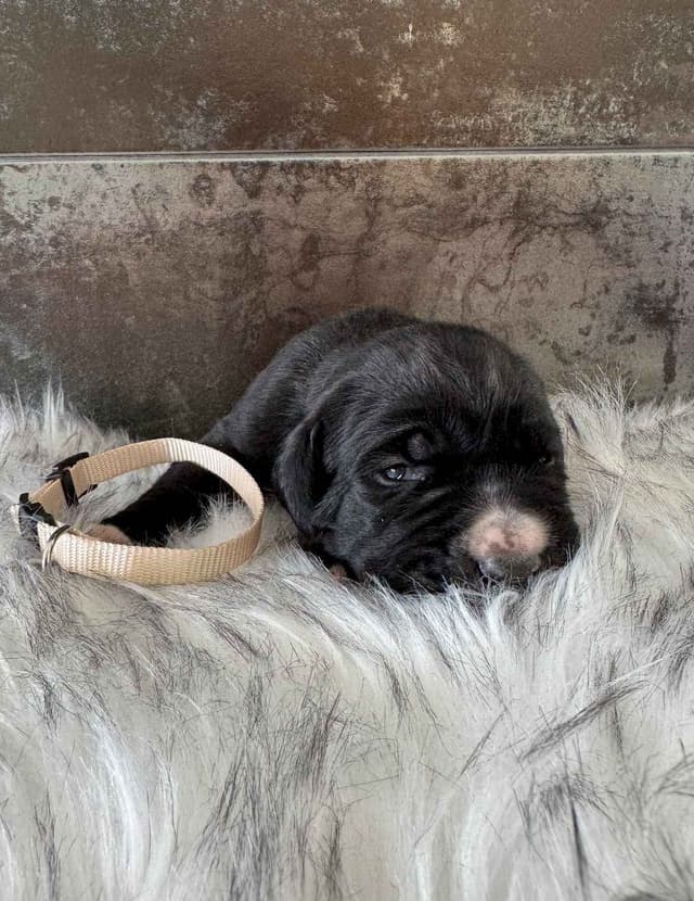 Cane Corso Puppies media 5