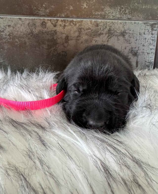 Cane Corso Puppies media 6
